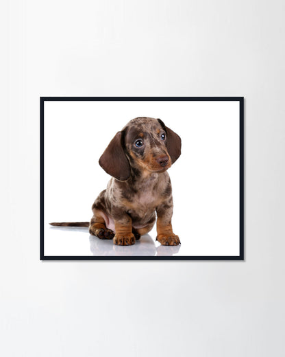Little Dachshund puppy