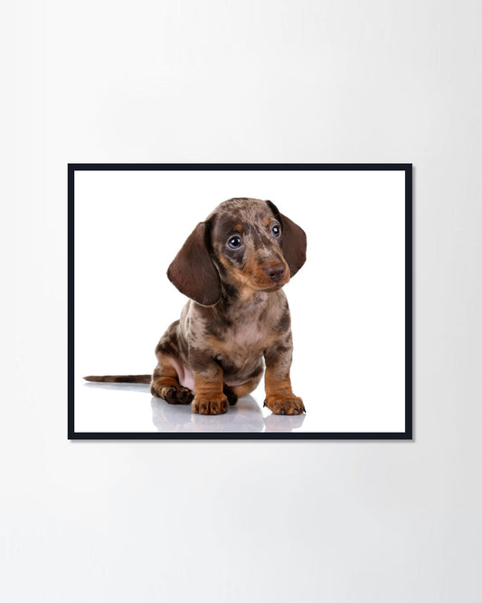 Little Dachshund puppy