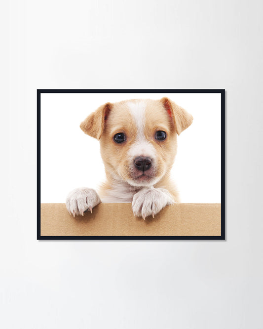 Brown puppy in a box