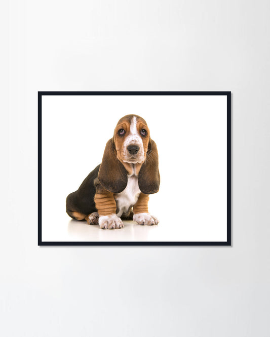 Tricolor basset hound puppy