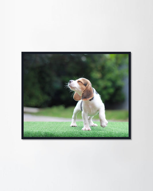 Tricolor beagle stand on the green grass