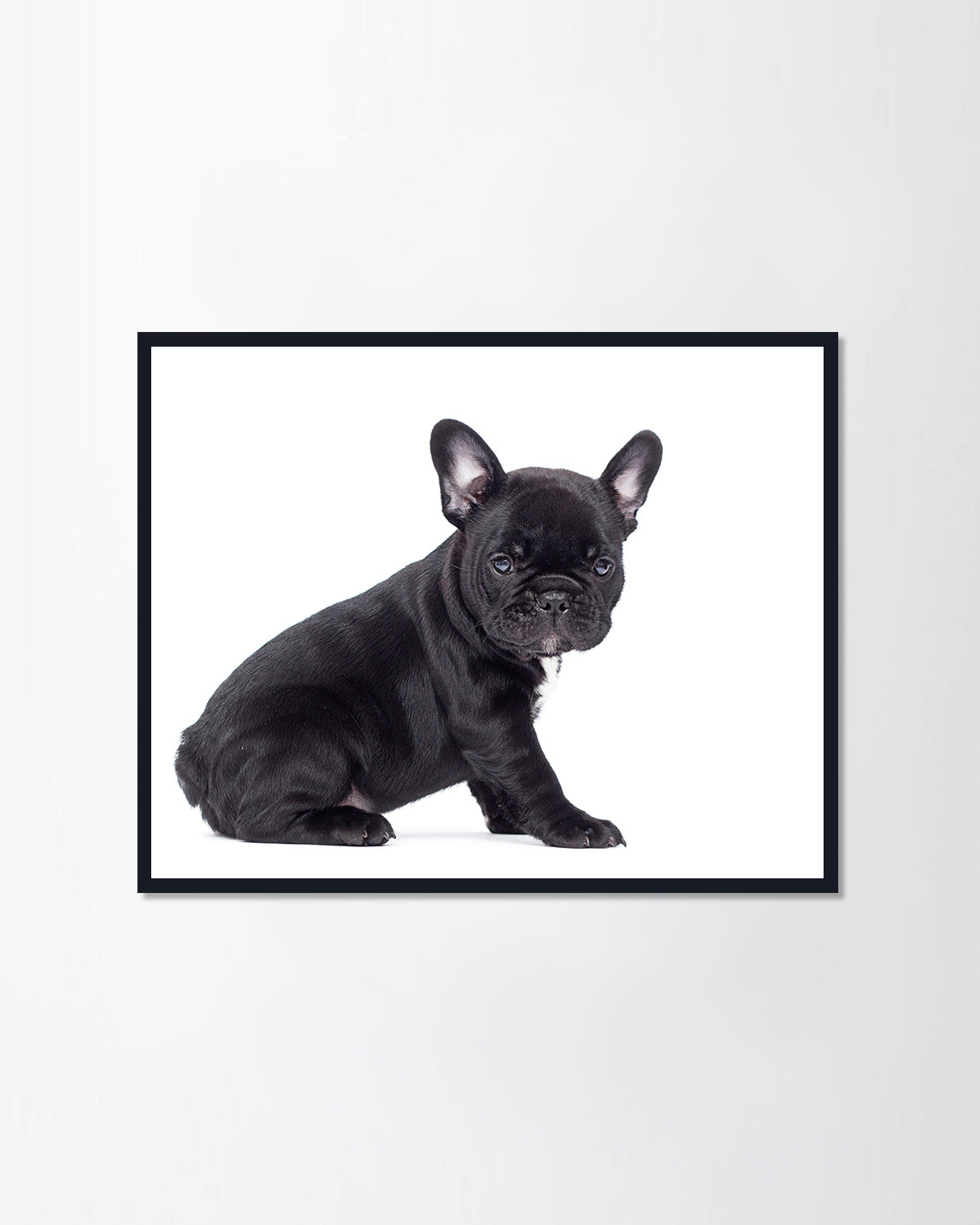 Little black French bulldog