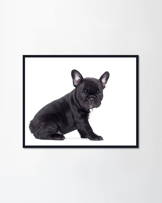 Little black French bulldog