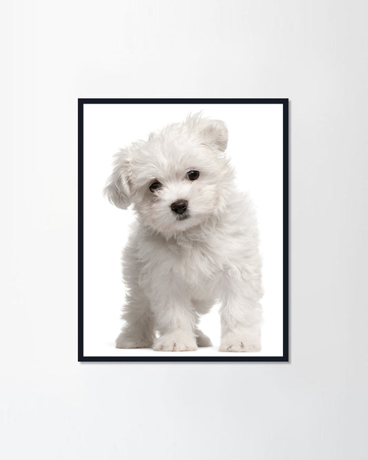 Maltese puppy