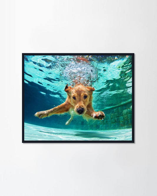 Golden labrador retriever in swimming pool