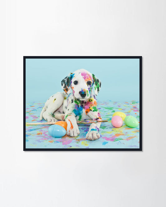 Little Dalmatian