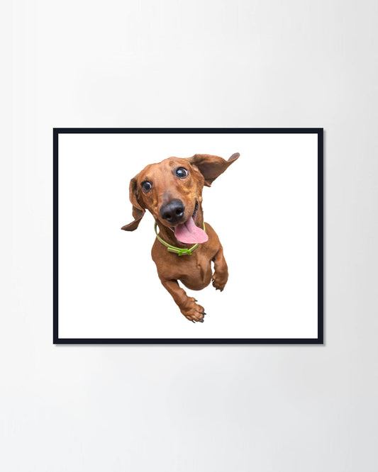 Crazy brown dachshund