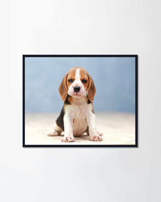cute beagle