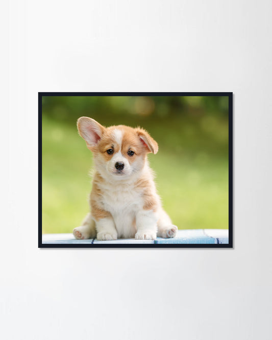 Pembroke Welsh Corgi