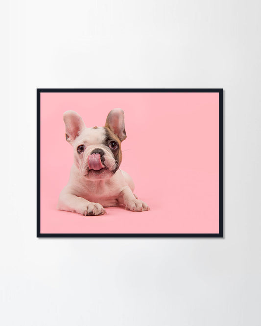 French bulldog puppy lying down