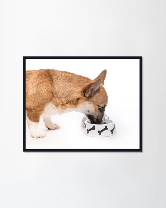 Pembroke corgi dog