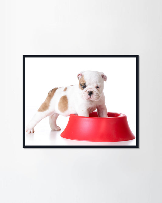 Hungry puppy