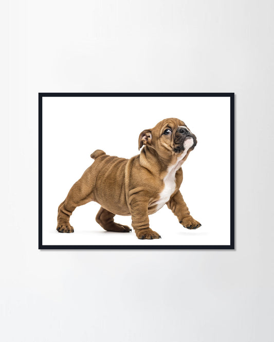English bulldog puppy standing