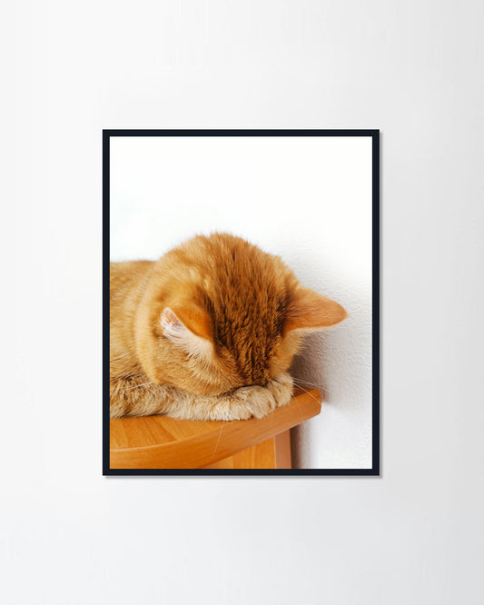 Sleeps on a shelf