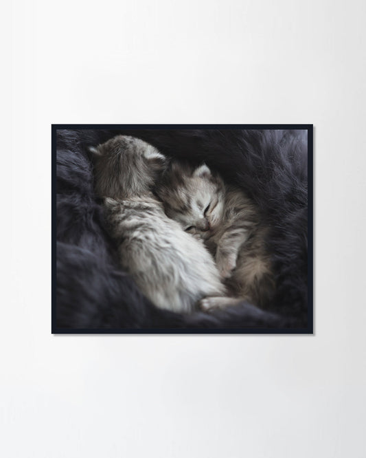 Kittens sleeping