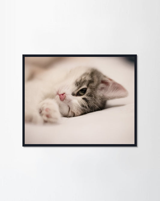 Sleeps on blanket