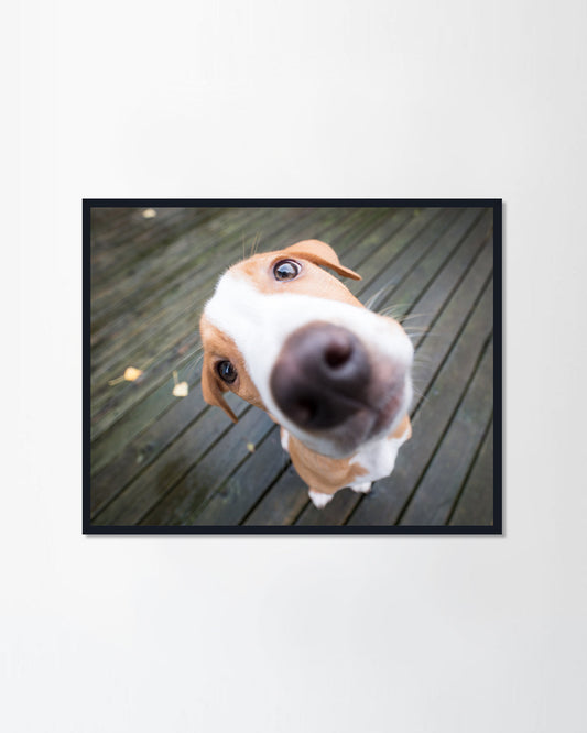 Funny Small Puppy