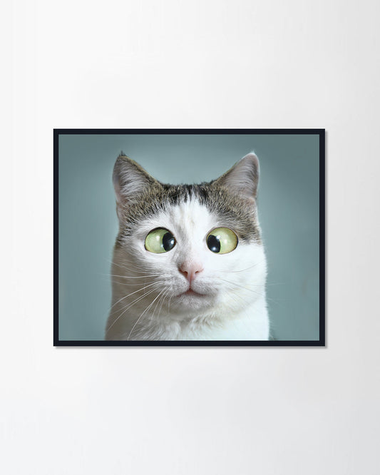 Funny cat