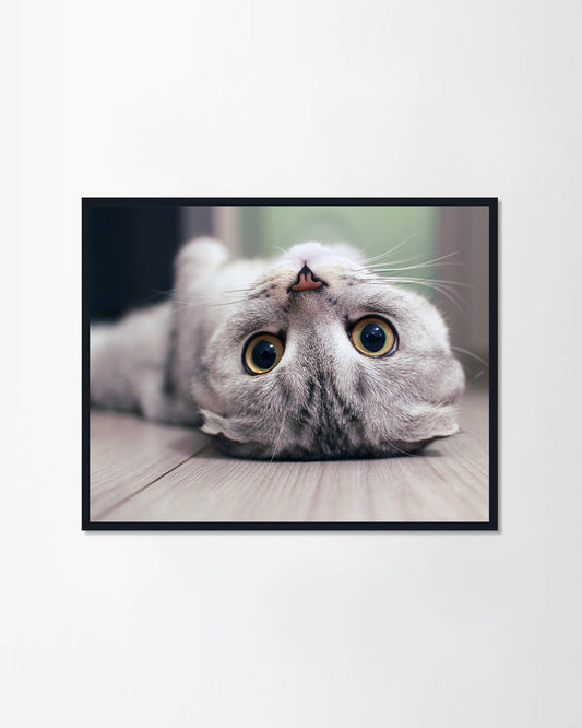 Scottish Fold cat