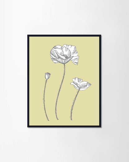Poppy flowers