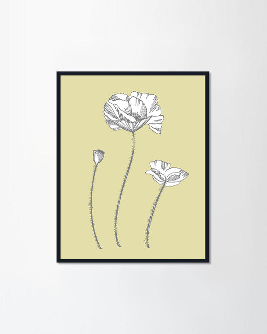 Poppy flowers