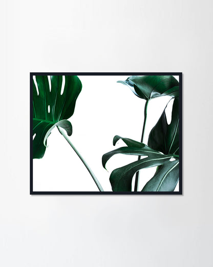 Monstera leaves