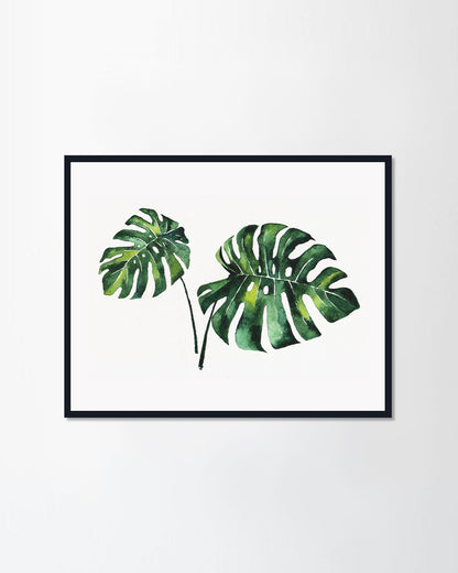 Monstera leaves