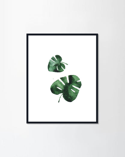 Monstera leaves