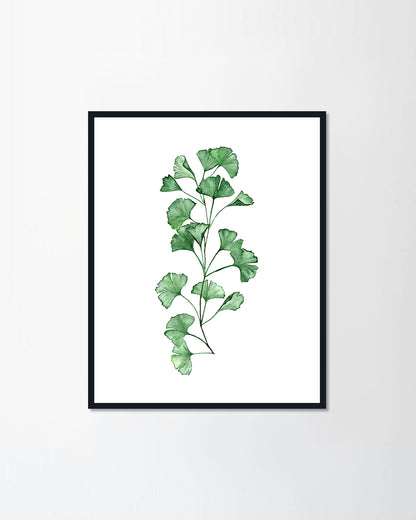 Gingko leaves