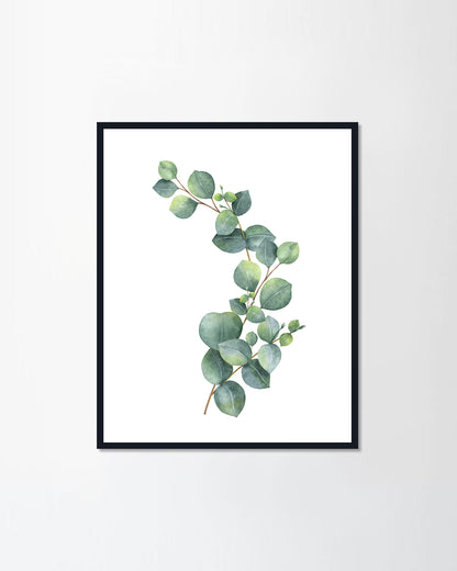 Eucalyptus leaves