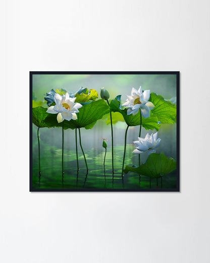 White lotus