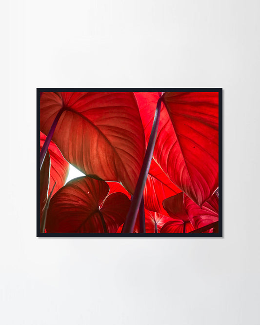 tropical tree