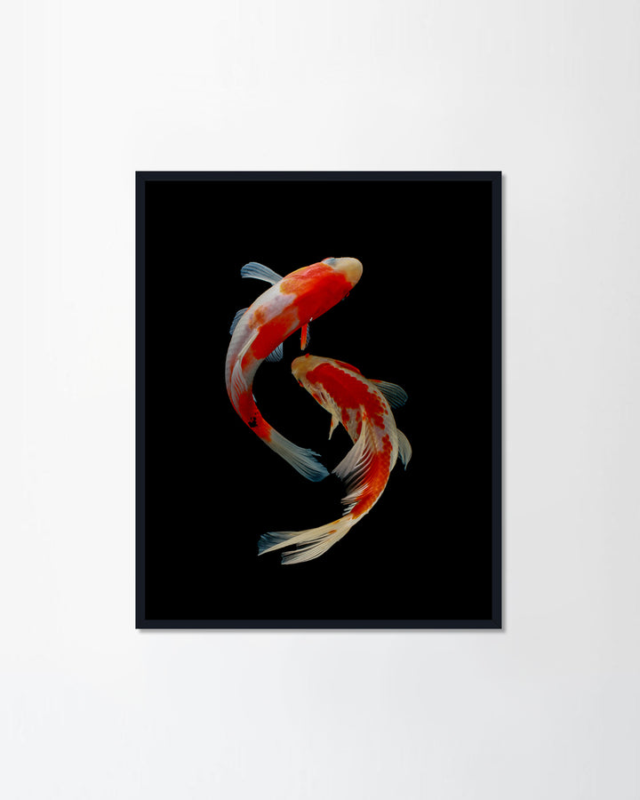 Koi Fish