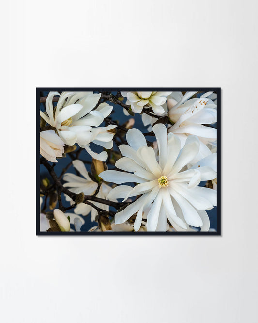 early spring flowers in full bloom