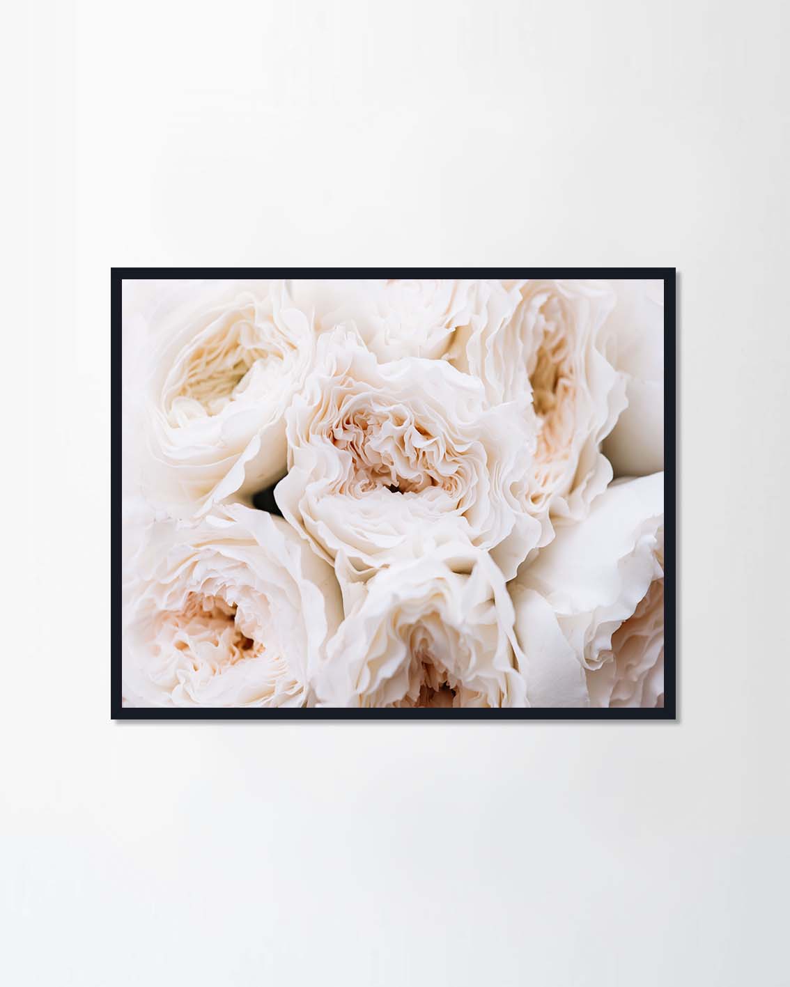 David Austin white blossoming roses