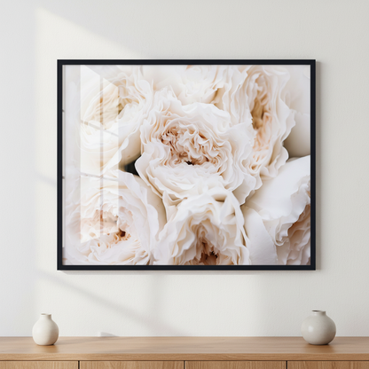 David Austin white blossoming roses ภาพติดผังสไตล์สแกนดิเนเวีย สำหรับตกแต่งบ้านและคอนโด พร้อมกรอบคุณภาพ