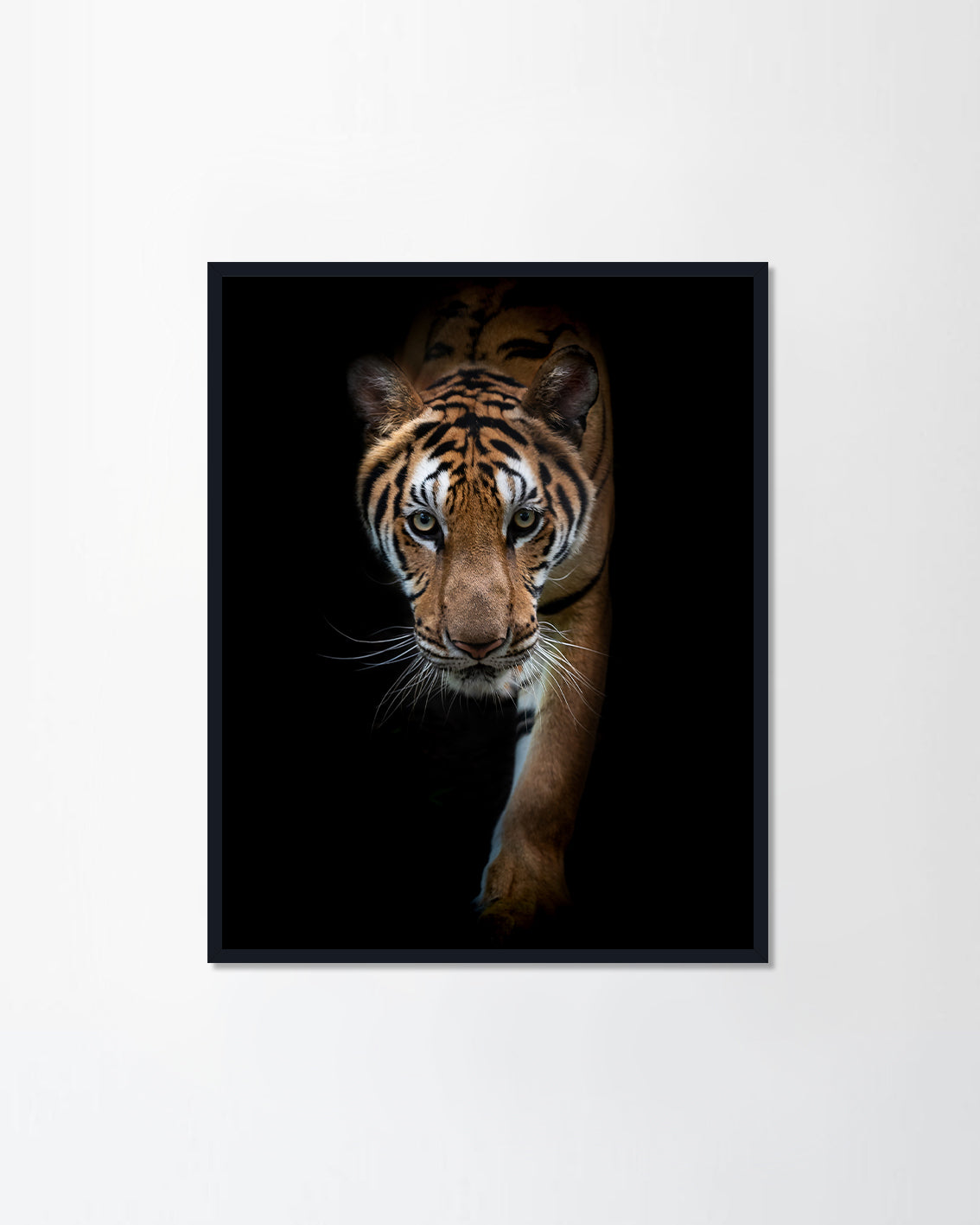 Headshot of Indochinese tiger