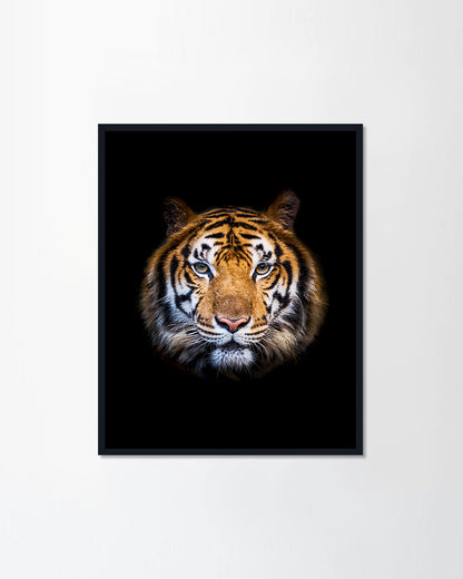 Headshot of Indochinese tiger