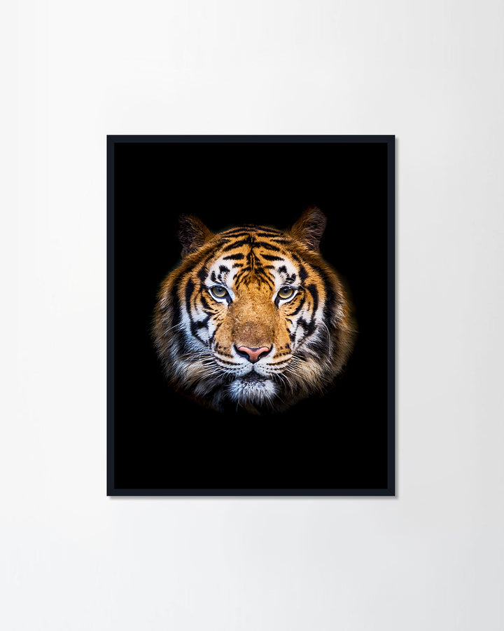 Headshot of Indochinese tiger