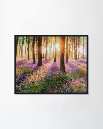 Woodland bluebell forest