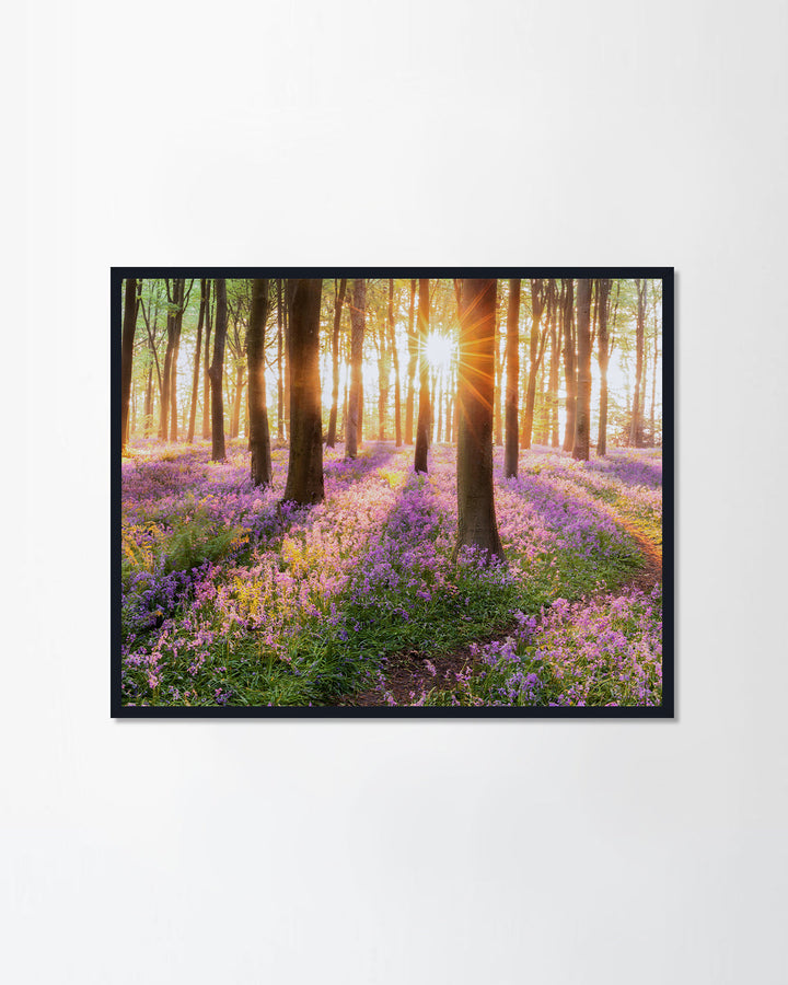 woodland bluebell forest