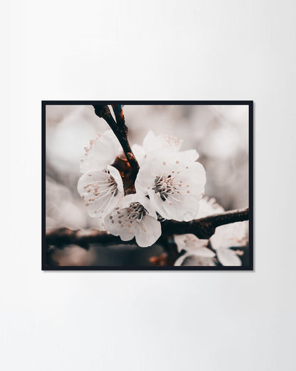 Apricot tree