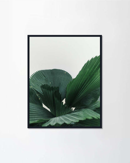 Green plant leaves