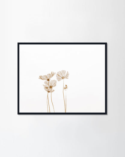 Cosmos flower