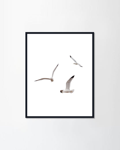 Ring-billed Gulls