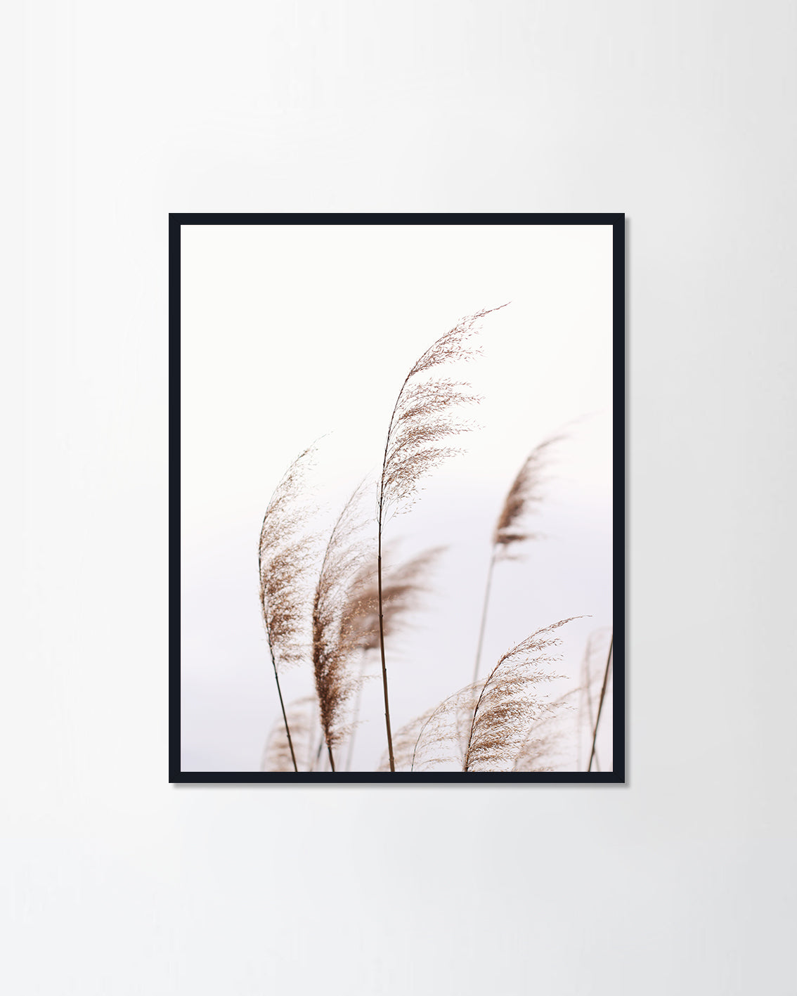 Pampas grass