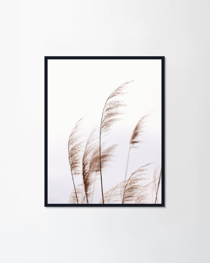 Pampas grass
