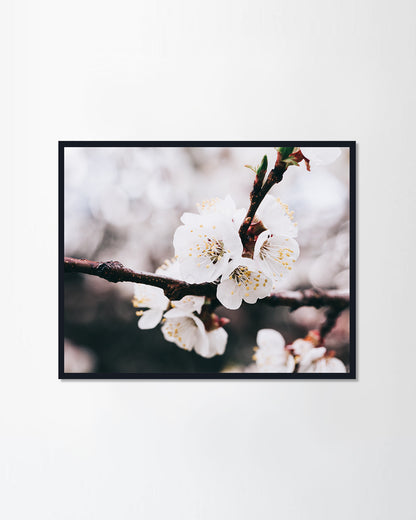 Apricot tree