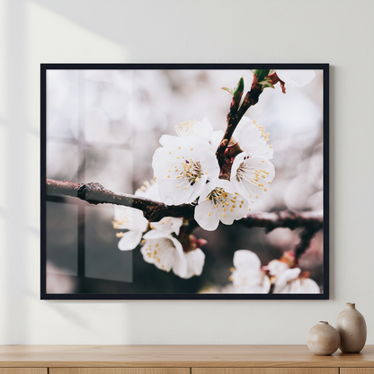 Apricot tree ภาพติดผังสไตล์สแกนดิเนเวีย สำหรับตกแต่งบ้านและคอนโด พร้อมกรอบคุณภาพ