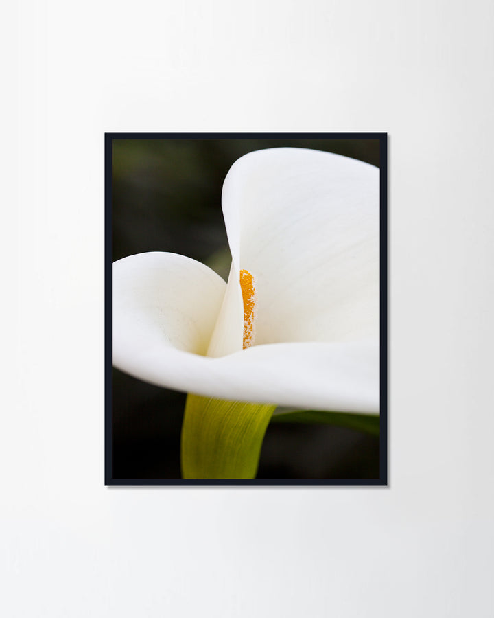 Calla Lily